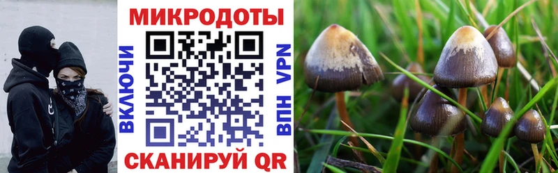 мега ССЫЛКА  где можно купить наркотик  Павловская  Псилоцибиновые грибы мицелий 